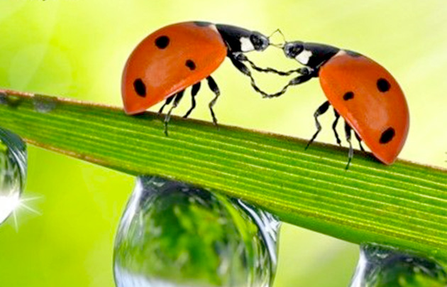 Close up of two ladybugs holding legs on a leaf.