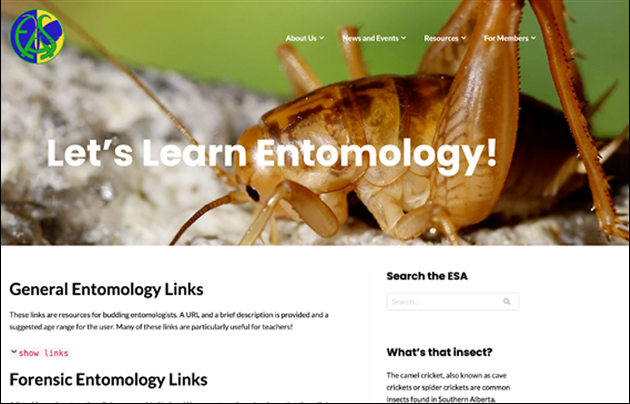 Let’s Learn Entomology! homepage with a close up of a grasshopper behind the title.