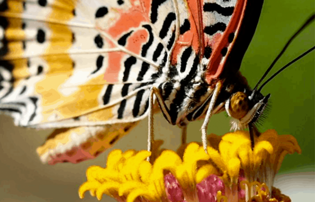 Close up of a butterfly on a yellow flower