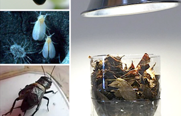Collage of bug photos.