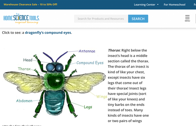 Home Science Tools website with illustration of a bug with wings and body parts labelled.