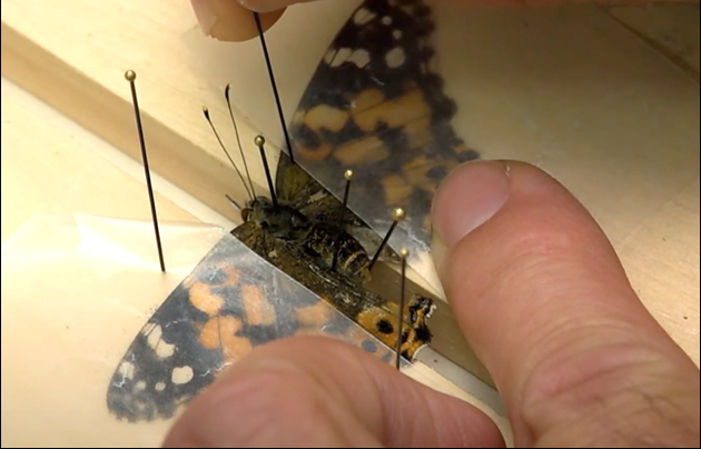 Butterfly wings being adjusted on the spreading board 