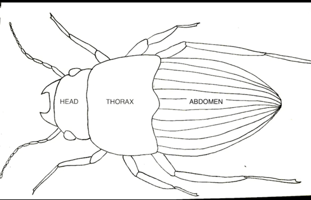 Line darwing of a bug labeled head, Thorax, and Abdomen.