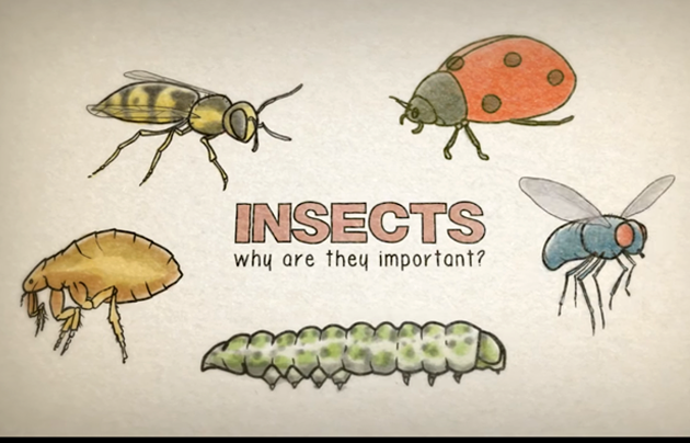 Illustration of various bugs with title in the middle.