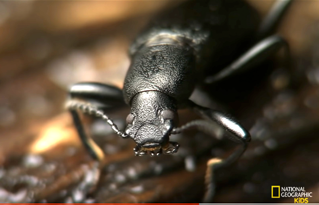 Black beetle