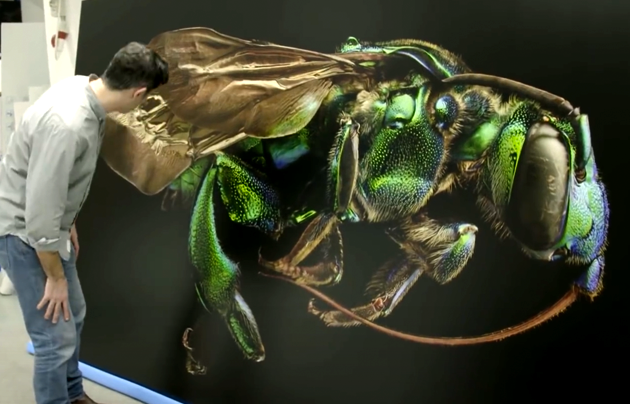 Person looking at a high magnification print of the orchid cuckoo bee