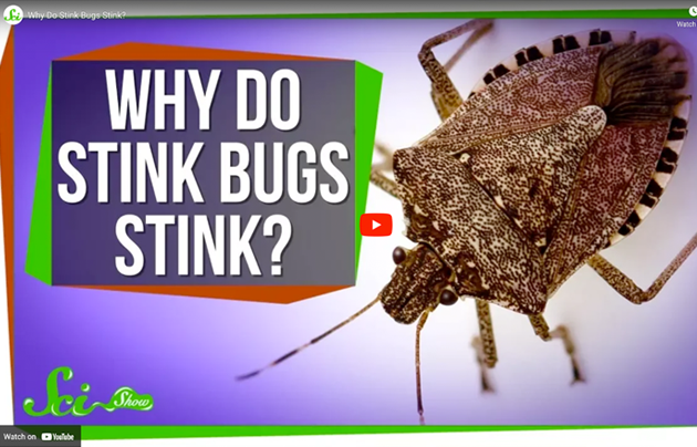 Why Do Stink Bugs Stink? with photo of a stink bug.