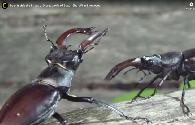 Confrontation between two bugs.