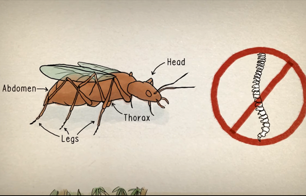Illustration of an insect's parts next to back bone in a prohibited sign.