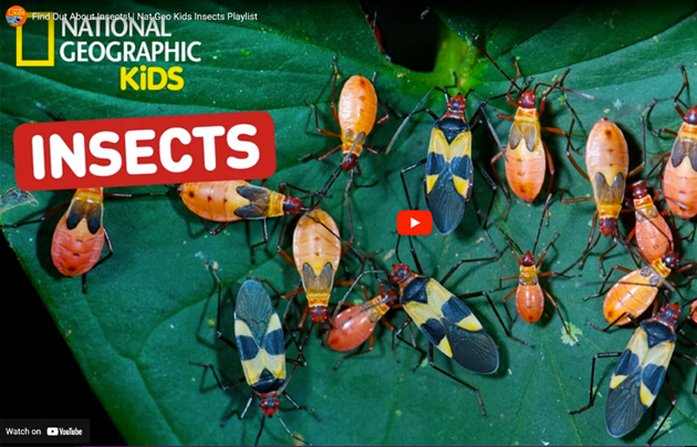 Several bugs on a leaf.